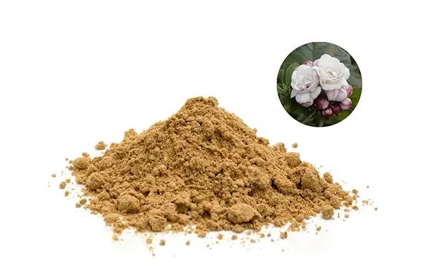 Hoa bạch đồng nữ thế nào?