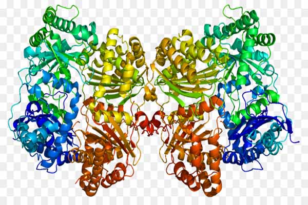 Cơ chế tác dụng của enzyme là gì?