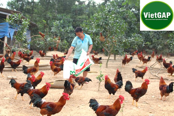 Thú y thủy sản – Vietgap trong chăn nuôi là gì?