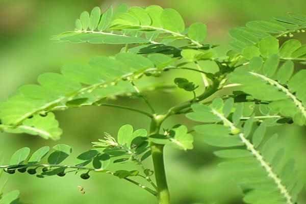 Biết nhiều hơn về chi họ diệp hạ châu