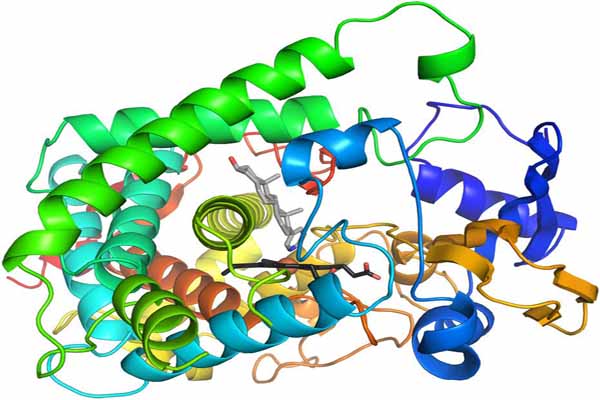 Giải đáp: Enzyme là gì?