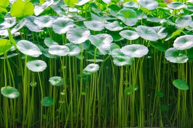 Rau má ăn nhiều có tốt không?
