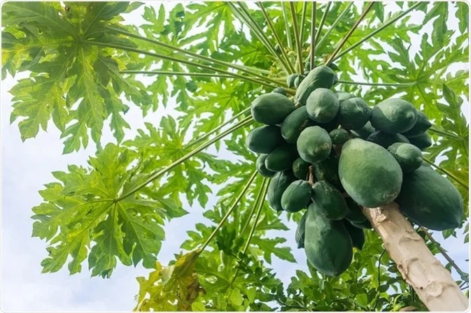 Phương pháp thu nhận enzyme papain từ thiên nhiên
